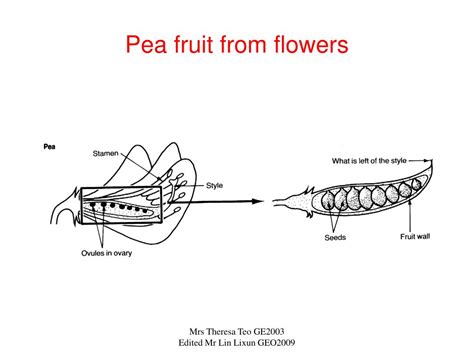 Ppt Seed Dispersal Powerpoint Presentation Free Download Id 6900383