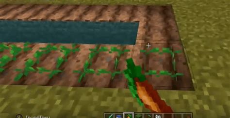 How To Get Carrots In Minecraft Minecraft Carrot Farm