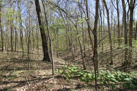 ONLINE REAL ESTATE AUCTION: Fayette County IL 40+- Acres (2568A) - Buy ...