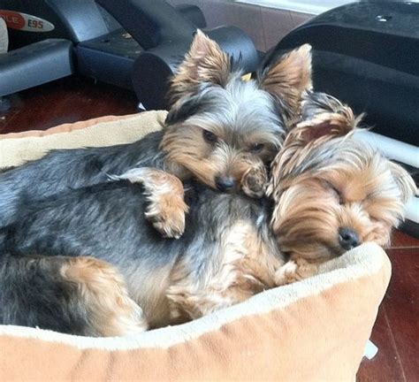 Yorkshire Terrier "Yorkie" Puppies: Facts And Pictures | Yorkshire ...