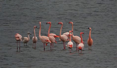 Zeeland Door Arjan Van Lomwel Goes Flamingos Omroep Zeeland Flickr