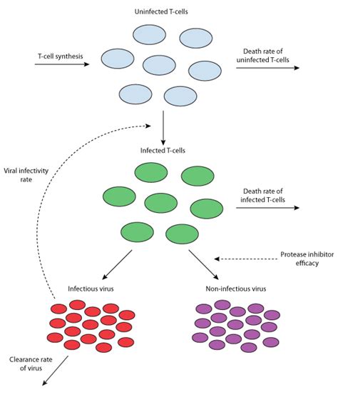 A Model Of Hiv 1 Pathogenesis That Includes An Intracellular Delay