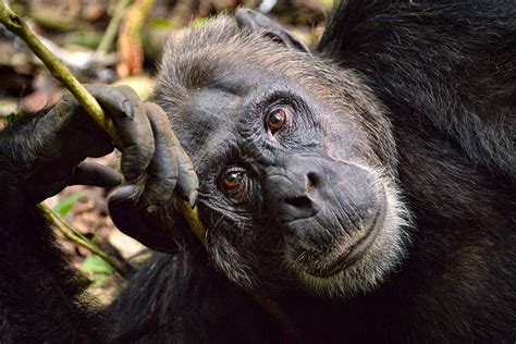 3 Days Chimpanzee Trekking Safari In Kibale Tracking In Kibale Forest