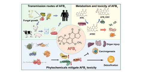 Detoxification Of Aflatoxin B1 By Phytochemicals In Agriculture And