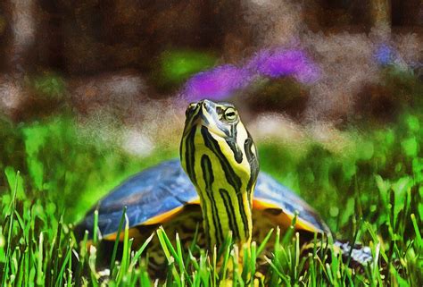 turtle overview highlights major threats to ocean species 10