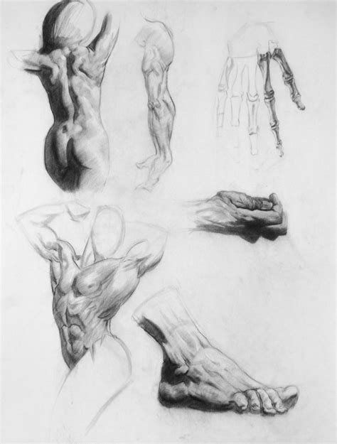 A Journey In Drawing Some Studies From Bridgman Anatomy Class