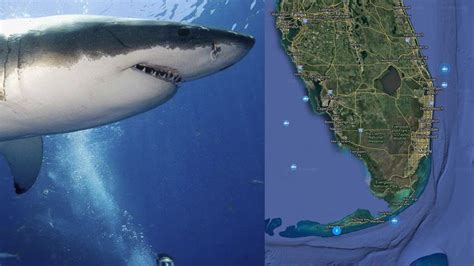 3 Great White Sharks Tracked Near Or Headed Towards South Florida