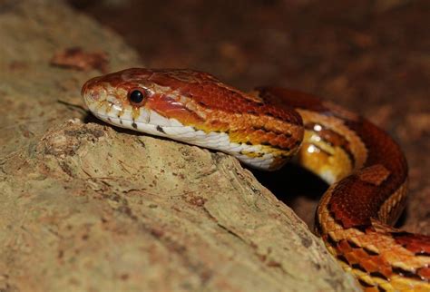 How To Care For Your Corn Snake Allan S Pet Center