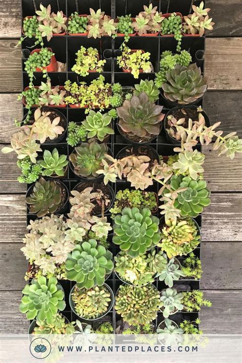 Build Your Own Vertical Garden Living Wall With These Diy Garden Kits