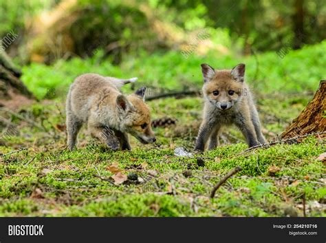 Jumping Red Fox Image And Photo Free Trial Bigstock
