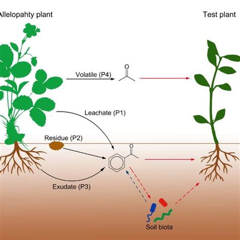 Pdf Coexistence Of Alien And Native Plants