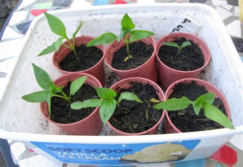 How To Grow Sweet Bell Peppers In Containers Or Pots MALAWI CHITUKUKO