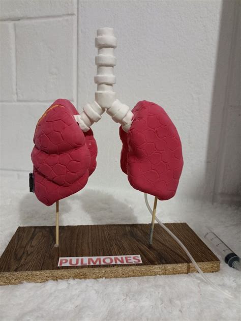 Maqueta Pulmones Manualidades Educativas Manualidades Maquetas De