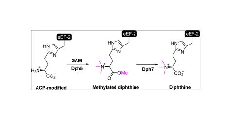 Dph Catalyzes A Previously Unknown Demethylation Step In Diphthamide