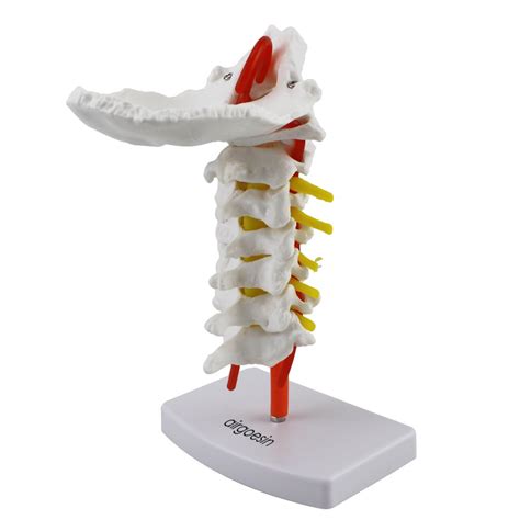 Buy Cervical Vertebra Arteria Spine Spinal Nerves Anatomical Model