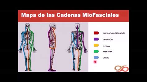 Introducci N A Las Cadenas Musculares Youtube