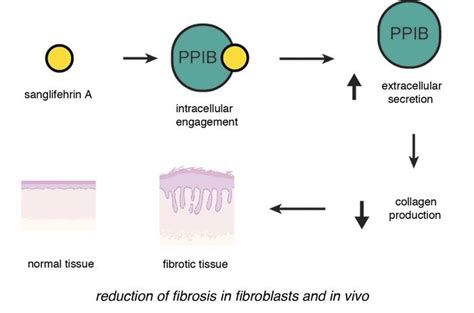 Jci Insight Sanglifehrin A Mitigates Multiorgan Fibrosis By Targeting