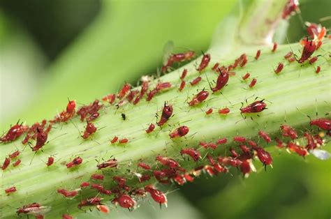 Aphids On Tomato Plants Complete Guide To Natural Aphid Prevention And Control Outdoor Happens