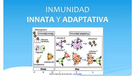 Inmunidad Innata Y Adaptativa Youtube