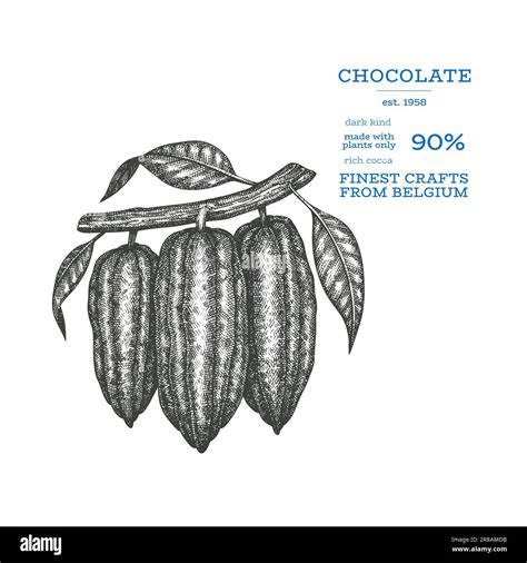 Cocoa Image Chocolate Cocoa Beans Background Vector Hand Drawn