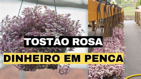 Dinheiro Em Penca Ou Tost O Rosa Suculenta Pendente Super F Cil De