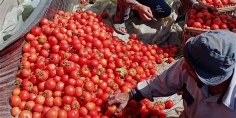 Pourquoi Le Prix Des Tomates Poursuit Sa Flamb E Lesiteinfo