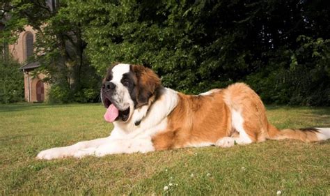 Saint Bernard Köpek Irkı Özellikleri Karakteri Bakımı ve Beslenmesi