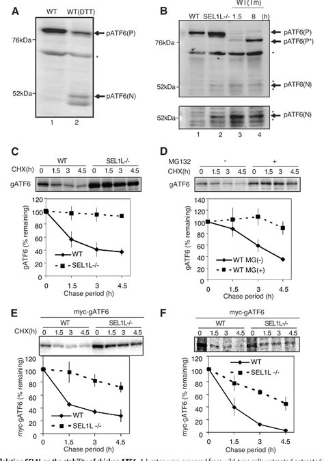 Figure 2 From The Unfolded Protein Response Transducer Atf6 Represents