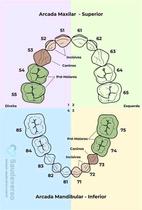 Numera O Dent Ria Veja O N Mero Que Representa Cada Dente