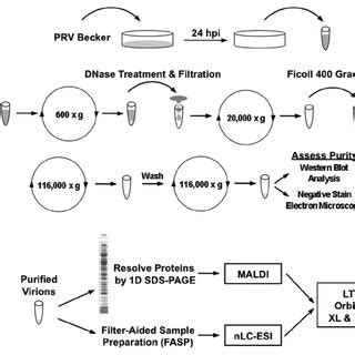 Strategy For PRV Virion Purification And Proteomic Analysis By Mass