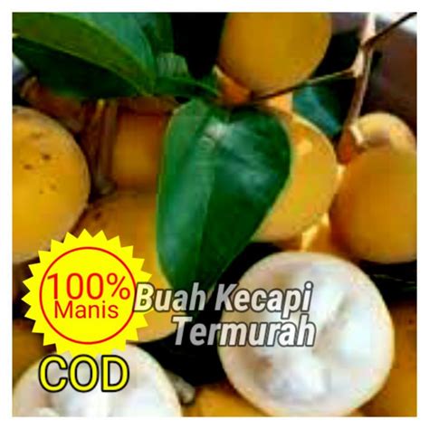 Jual Buah Kecapi Segar Fresh 1kg Manis Shopee Indonesia