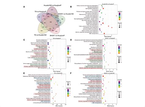 Differentially expressed genes (DEGs) and the top 20 enriched KEGG ...