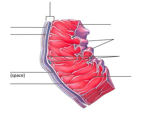 Heart quiz fig. 27.7 heart wall Diagram | Quizlet