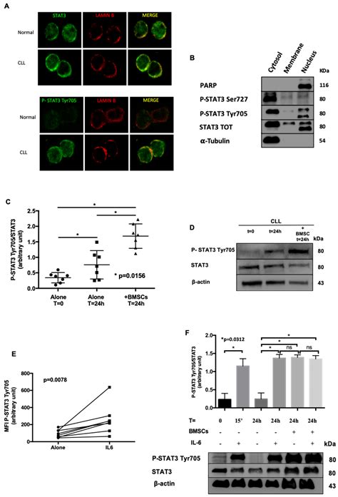 Cancers Free Full Text In Chronic Lymphocytic Leukemia The Jak2 Stat3 Pathway Is