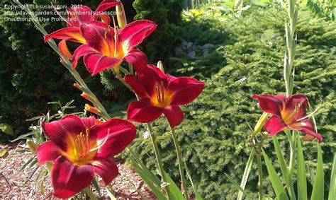 Plantfiles Pictures Daylily Red Volunteer Hemerocallis By Melody