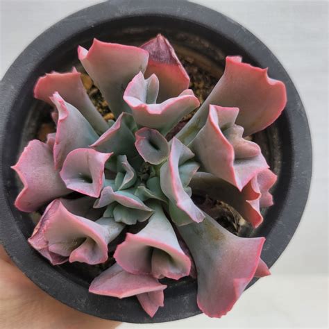 Echeveria Trumpet Pinky Dk Succulents Korea Rare Korean Succulents