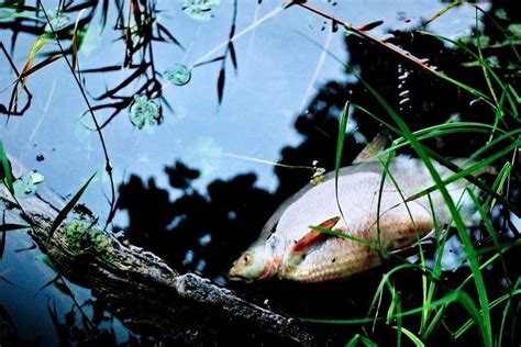 Diduga Tercemar Limbah B3 Polisi Selidiki Penyebab Matinya Ribuan Ikan