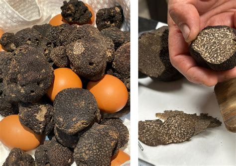 Sollies Ville Truffes Et Gastronomie Au Domaine De La Castille