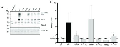 In Vitro Hbv Infection Of Hepg Cells Expressing Wt Ntcp Or The Ntcp