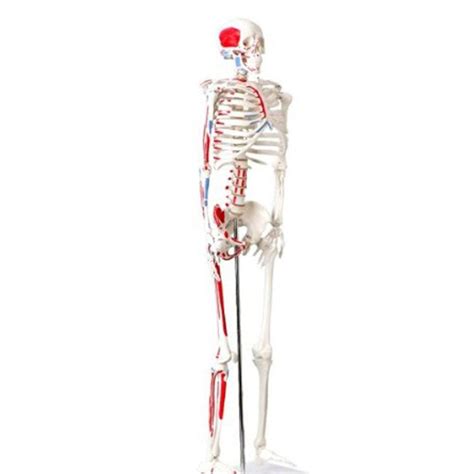 4D Puzzle Skeleton Human Anatomy Series 3D Model for Education 6912011575580 | eBay