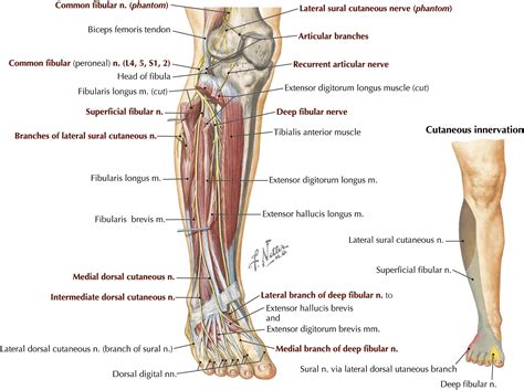 Fibular Peroneal Neuropathy Physical Medicine And Rehabilitation