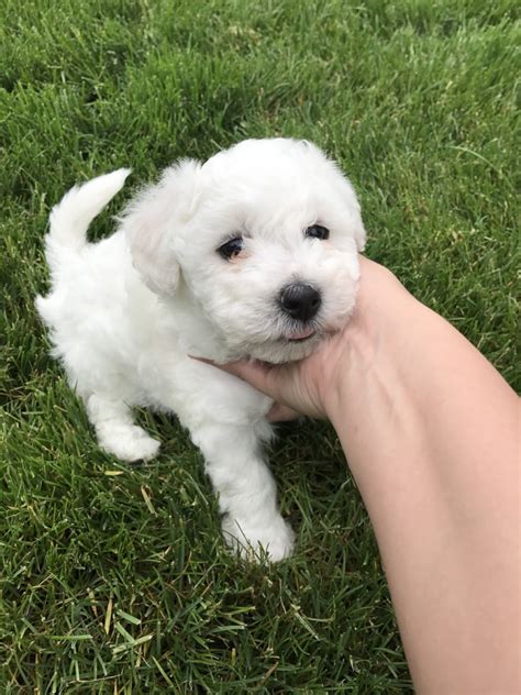 Bichon Frise Puppies For Sale Portland OR 214870