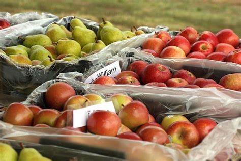 Apple Fruit Varieties to Export in Bulk - Mehr Fruits