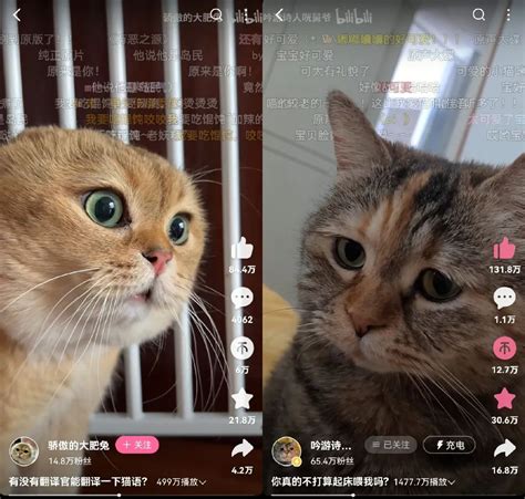 7天b站涨粉20万，“猫meme”为何风靡全网？ 运营派