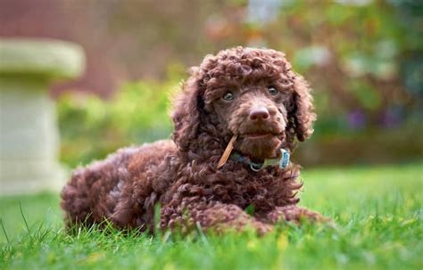 Zwergpudel Z Chter Mit Welpen In Sterreich Hunde De