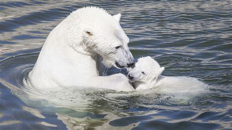 Ranua Wildlife Park Ranua - Discovering Finland