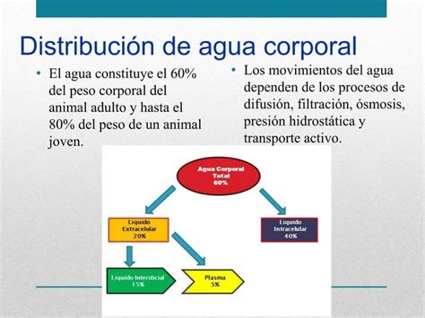 Fluidoterapia Ppt