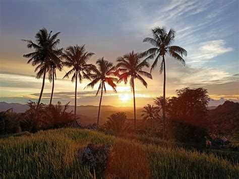 Rice growing season stock image. Image of flower, sunset - 262779855