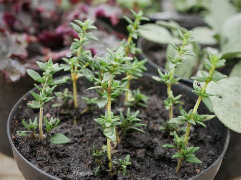 Cómo Cultivar Tomillo A Partir De Semillas Esquejes O Iniciación Mi