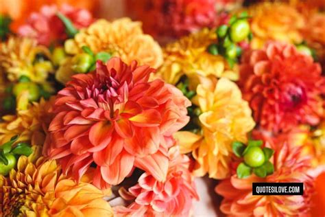 bloom   flower quotes quotes  love